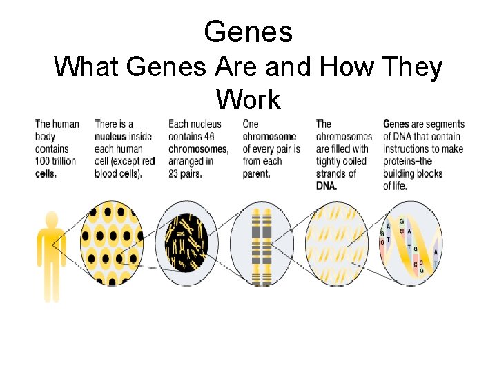 Genes What Genes Are and How They Work Genetic Building Blocks 