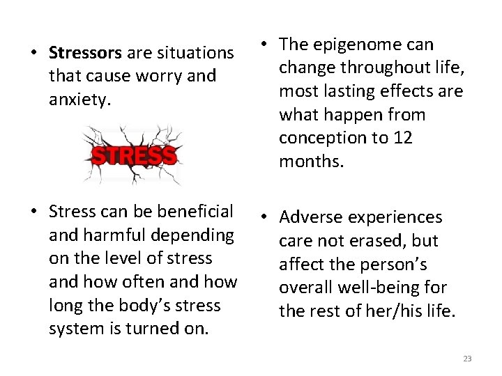  • Stressors are situations that cause worry and anxiety. • The epigenome can