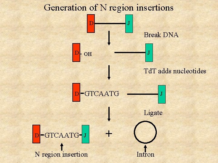 Generation of N region insertions D J Break DNA J D - OH Td.