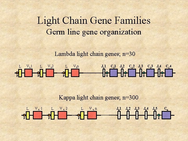 Light Chain Gene Families Germ line gene organization Lambda light chain genes; n=30 Vλ