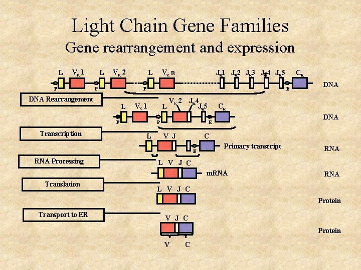 Light Chain Gene Families Gene rearrangement and expression L Vκ 1 P L Vκ