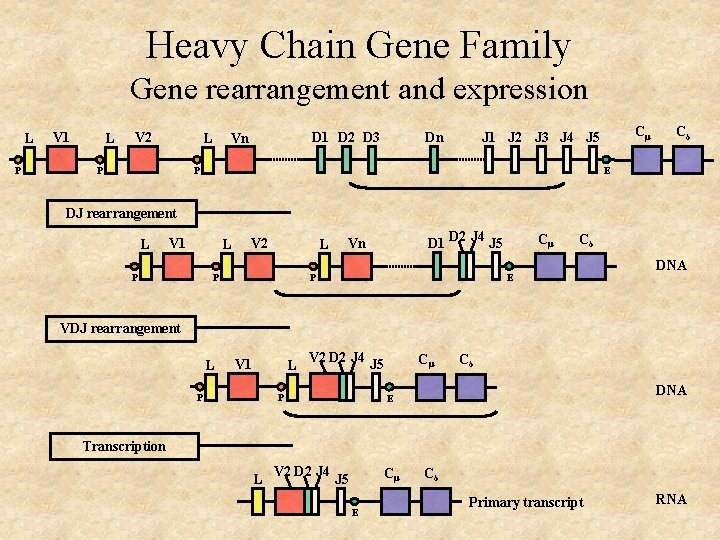 Heavy Chain Gene Family Gene rearrangement and expression L P V 1 L V