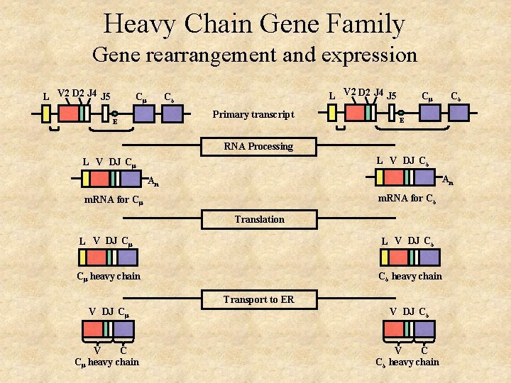 Heavy Chain Gene Family Gene rearrangement and expression L V 2 D 2 J