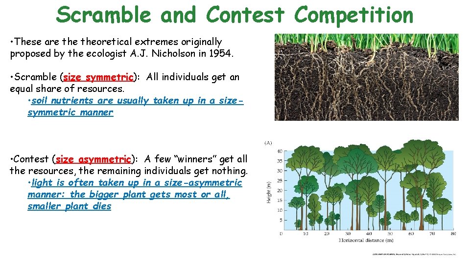 Scramble and Contest Competition • These are theoretical extremes originally proposed by the ecologist