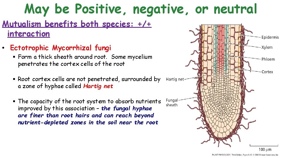 May be Positive, negative, or neutral Mutualism benefits both species: +/+ interaction • Ectotrophic