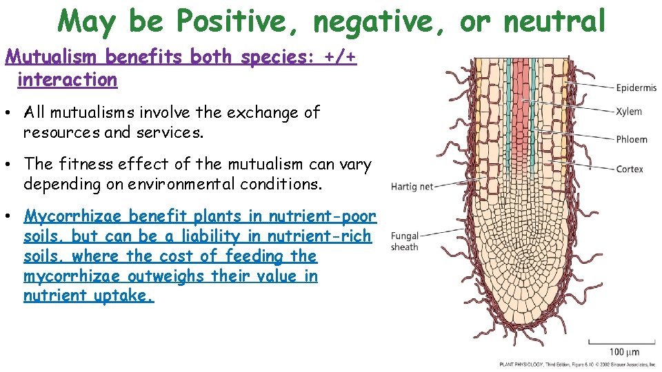 May be Positive, negative, or neutral Mutualism benefits both species: +/+ interaction • All