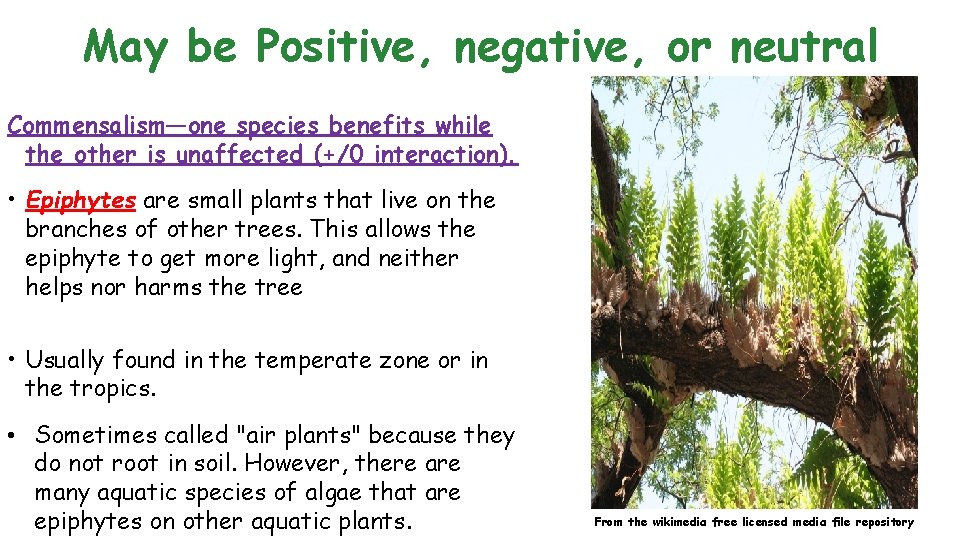 May be Positive, negative, or neutral Commensalism—one species benefits while the other is unaffected