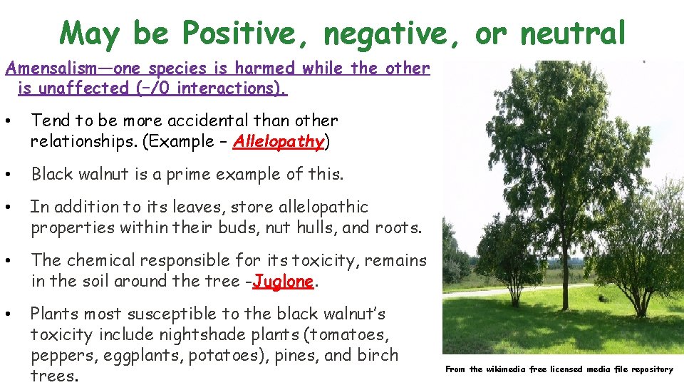 May be Positive, negative, or neutral Amensalism—one species is harmed while the other is