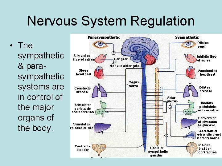 Nervous System Regulation • The sympathetic & parasympathetic systems are in control of the