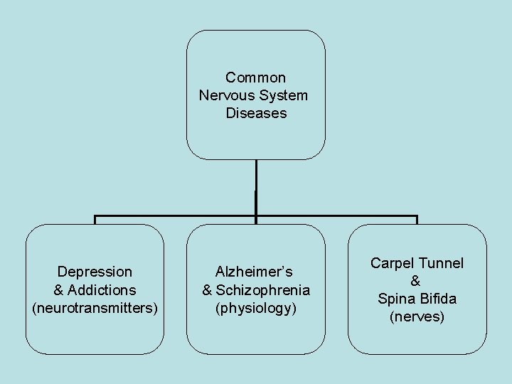 Common Nervous System Diseases Depression & Addictions (neurotransmitters) Alzheimer’s & Schizophrenia (physiology) Carpel Tunnel