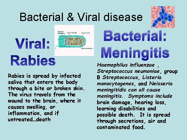 Bacterial & Viral disease Bacterial: Meningitis Rabies is spread by infected saliva that enters