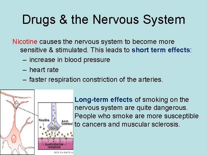 Drugs & the Nervous System Nicotine causes the nervous system to become more sensitive