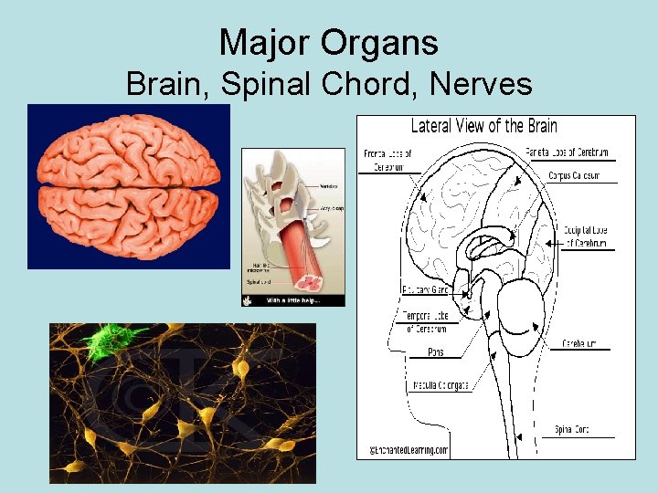 Major Organs Brain, Spinal Chord, Nerves 