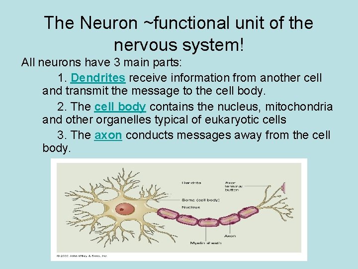 The Neuron ~functional unit of the nervous system! All neurons have 3 main parts: