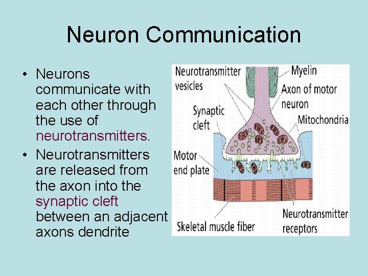 Neuron Communication • Neurons communicate with each other through the use of neurotransmitters. •