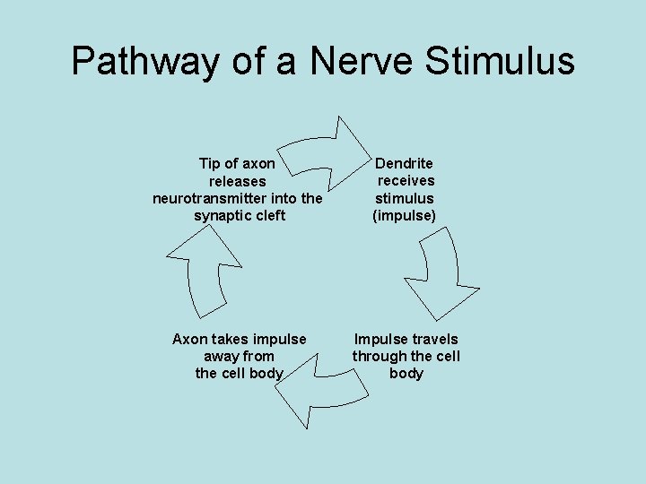 Pathway of a Nerve Stimulus Tip of axon releases neurotransmitter into the synaptic cleft