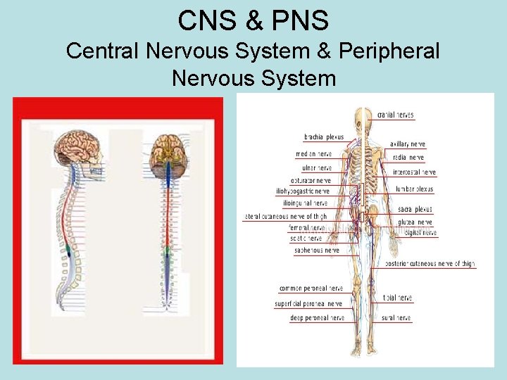 CNS & PNS Central Nervous System & Peripheral Nervous System 