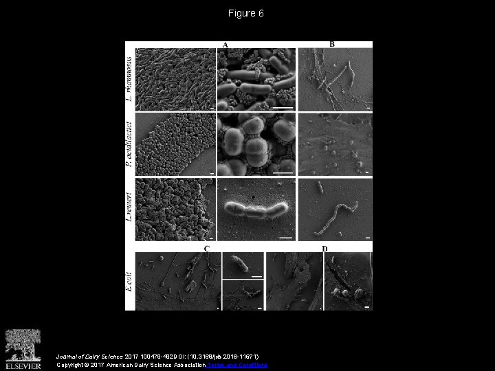 Figure 6 Journal of Dairy Science 2017 100479 -492 DOI: (10. 3168/jds. 2016 -11671)