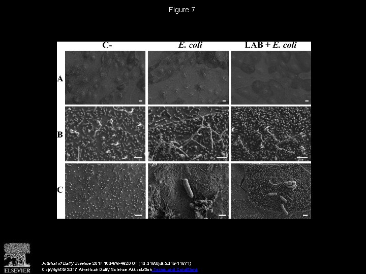 Figure 7 Journal of Dairy Science 2017 100479 -492 DOI: (10. 3168/jds. 2016 -11671)