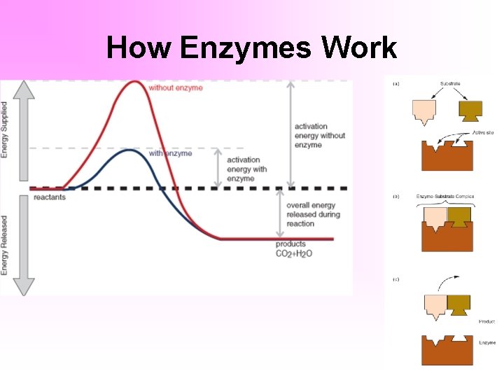 How Enzymes Work 