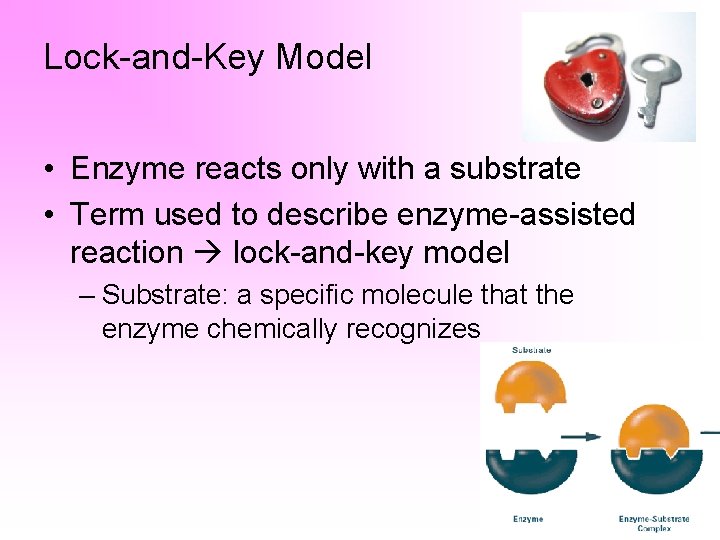 Lock-and-Key Model • Enzyme reacts only with a substrate • Term used to describe
