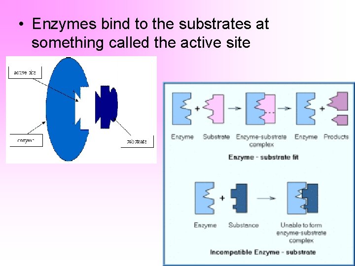  • Enzymes bind to the substrates at something called the active site 