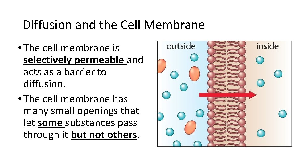 Diffusion and the Cell Membrane • The cell membrane is selectively permeable and acts