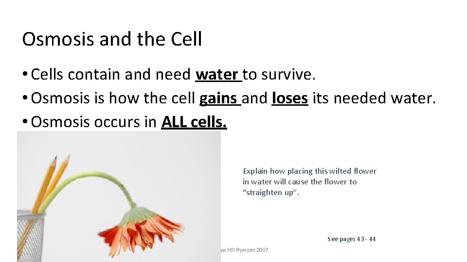 Osmosis and the Cell • Cells contain and need water to survive. • Osmosis