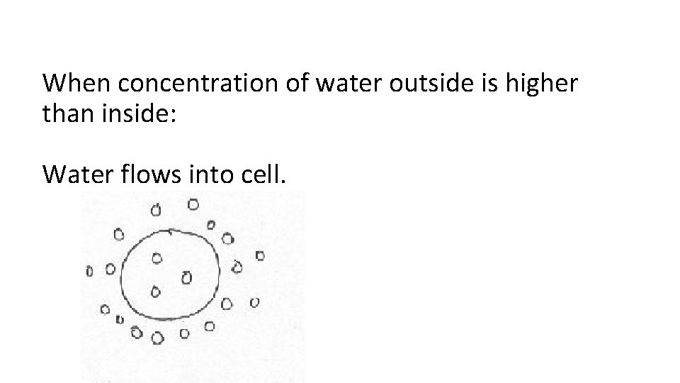 When concentration of water outside is higher than inside: Water flows into cell. 