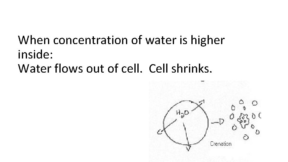 When concentration of water is higher inside: Water flows out of cell. Cell shrinks.