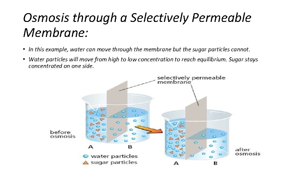 Osmosis through a Selectively Permeable Membrane: • In this example, water can move through
