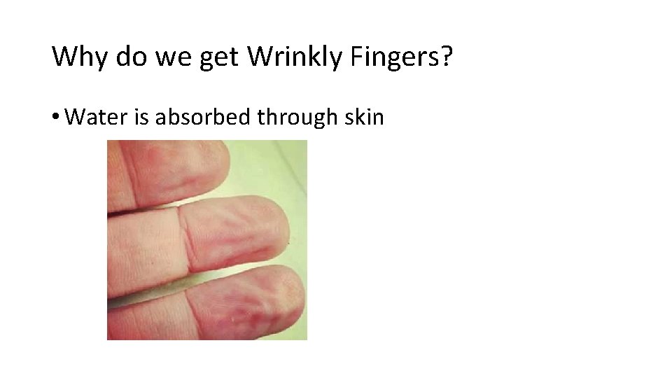 Why do we get Wrinkly Fingers? • Water is absorbed through skin 