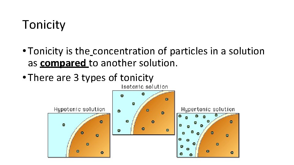 Tonicity • Tonicity is the concentration of particles in a solution as compared to