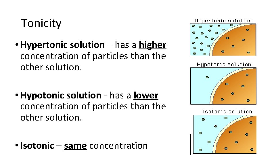 Tonicity • Hypertonic solution – has a higher concentration of particles than the other