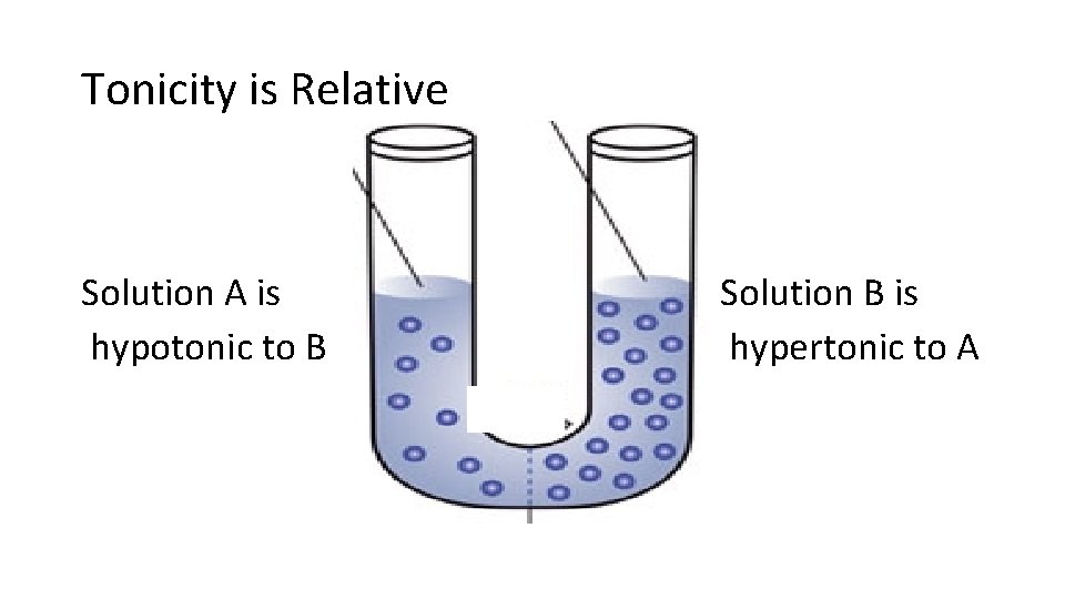 Tonicity is Relative Solution A is hypotonic to B Solution B is hypertonic to