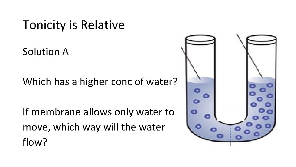 Tonicity is Relative Solution A Which has a higher conc of water? If membrane