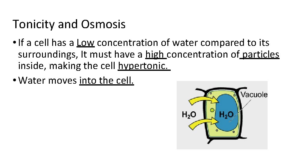 Tonicity and Osmosis • If a cell has a Low concentration of water compared