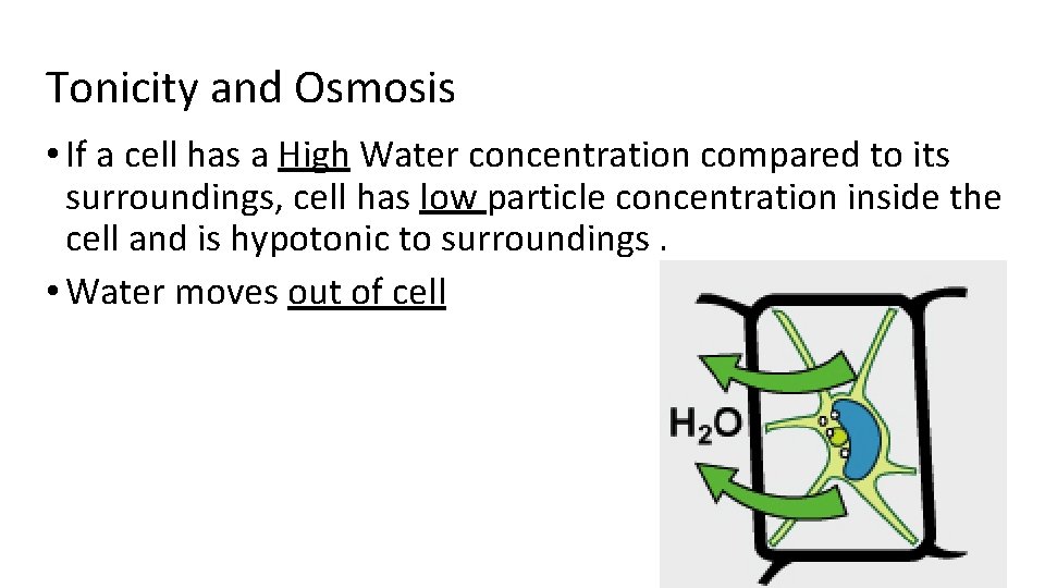 Tonicity and Osmosis • If a cell has a High Water concentration compared to