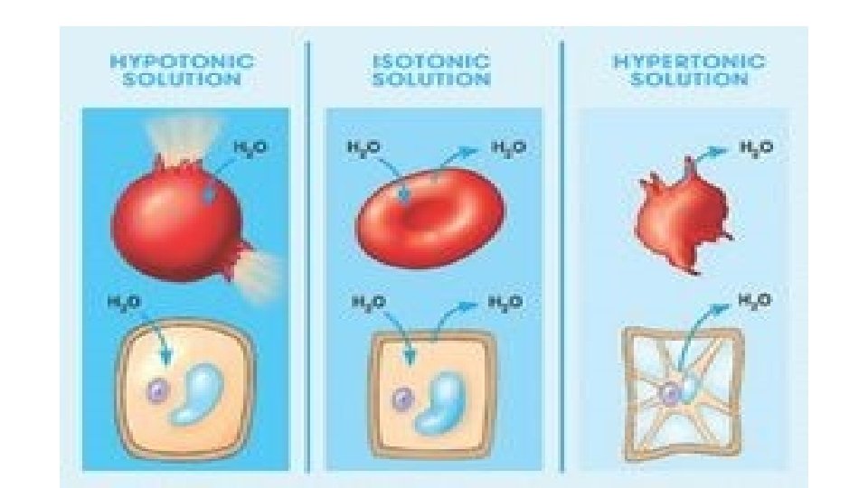 Osmosis and the Cell 