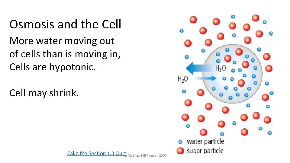 Osmosis and the Cell More water moving out of cells than is moving in,