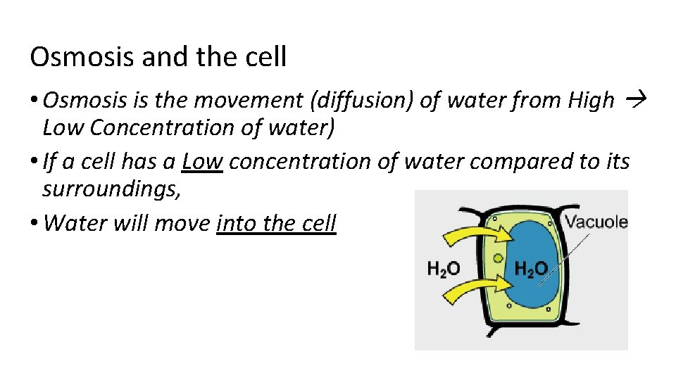 Osmosis and the cell • Osmosis is the movement (diffusion) of water from High