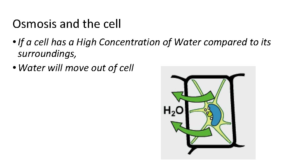 Osmosis and the cell • If a cell has a High Concentration of Water