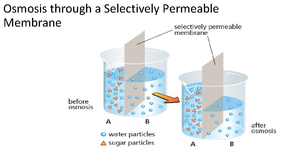 Osmosis through a Selectively Permeable Membrane 