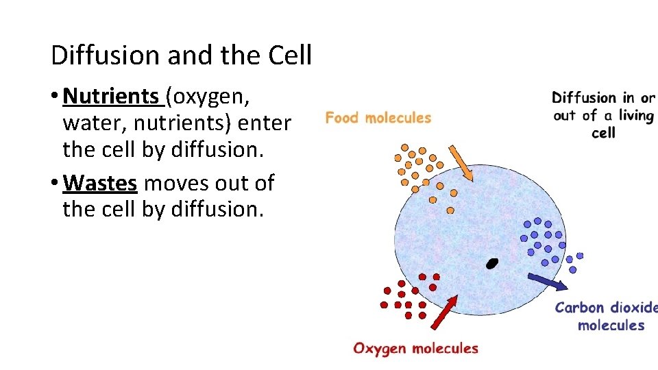 Diffusion and the Cell • Nutrients (oxygen, water, nutrients) enter the cell by diffusion.