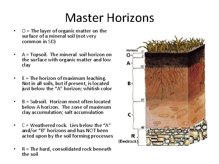 Master Horizons • O = The layer of organic matter on the surface of