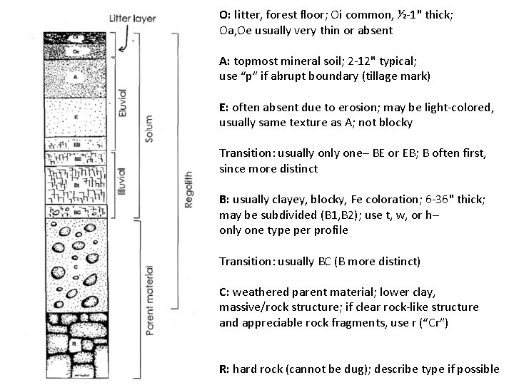 O: litter, forest floor; Oi common, ½-1" thick; Oa, Oe usually very thin or