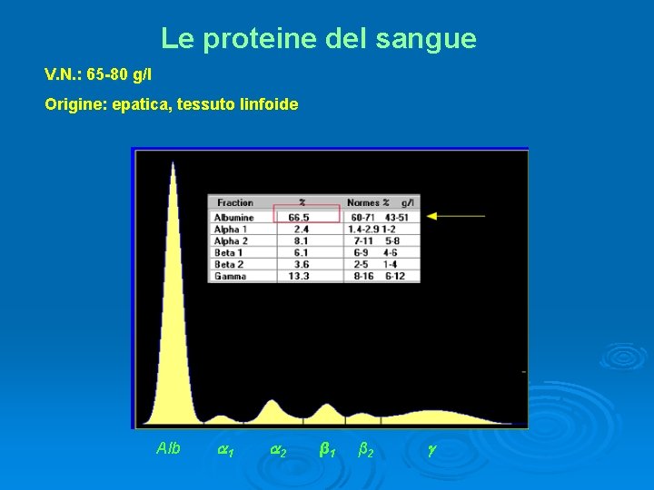 Le proteine del sangue V. N. : 65 -80 g/l Origine: epatica, tessuto linfoide