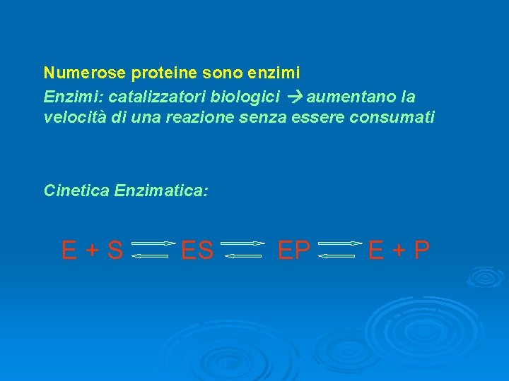 Numerose proteine sono enzimi Enzimi: catalizzatori biologici aumentano la velocità di una reazione senza