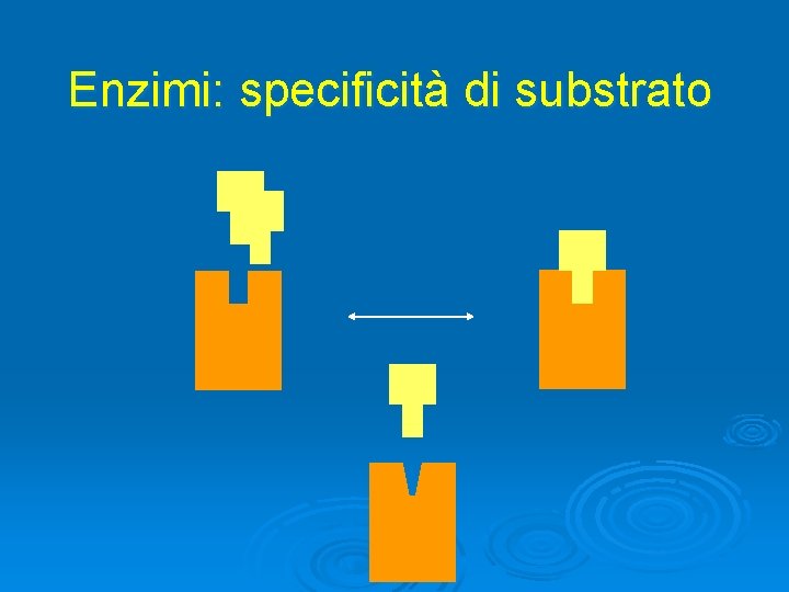 Enzimi: specificità di substrato 