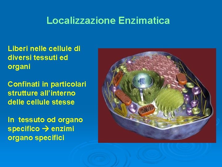Localizzazione Enzimatica Liberi nelle cellule di diversi tessuti ed organi Confinati in particolari strutture